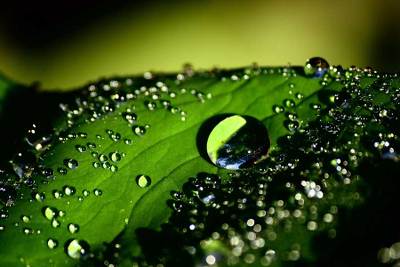 , "Drops of Water on Leaf"
