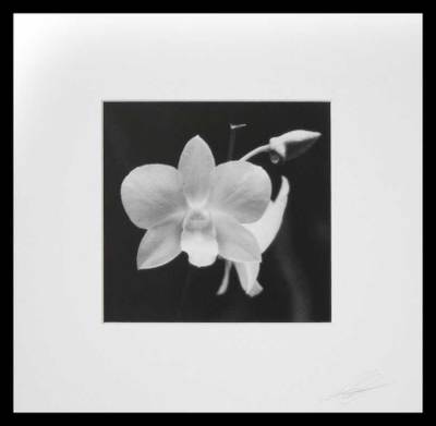 , "Shadows of Beauty"