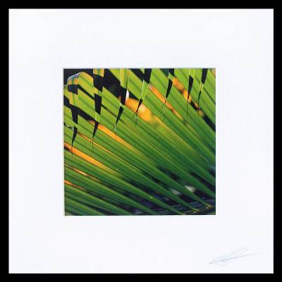 , "Sunset Palms"