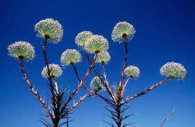 , "Paepalanthus Flowers"
