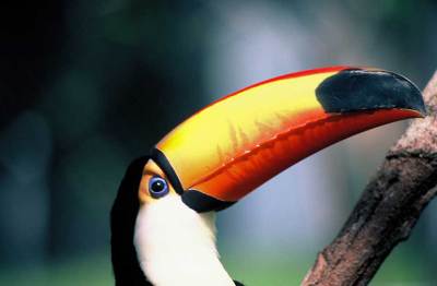 , "Toucan"