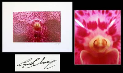 , "Pink Orchid"