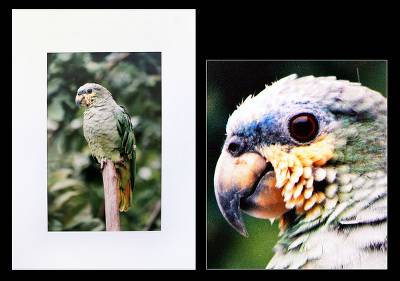 , "Parrot"