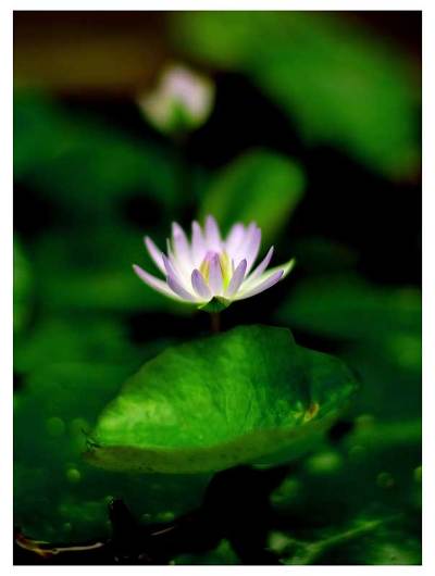 , "Little Lotus"