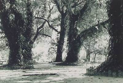 , "Trail of Mangoes"