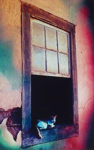 , "Cat in the Window"