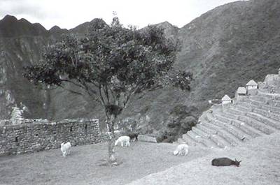 , "Llamas in Macchu Picchu"