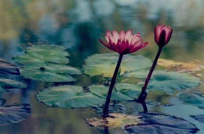 , "Pink Lotus"